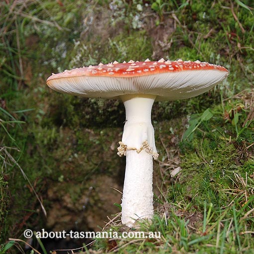 Amanita muscaria, fungi, Tasmania