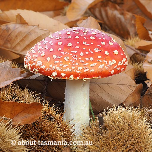 Amanita muscaria, fungi, Tasmania