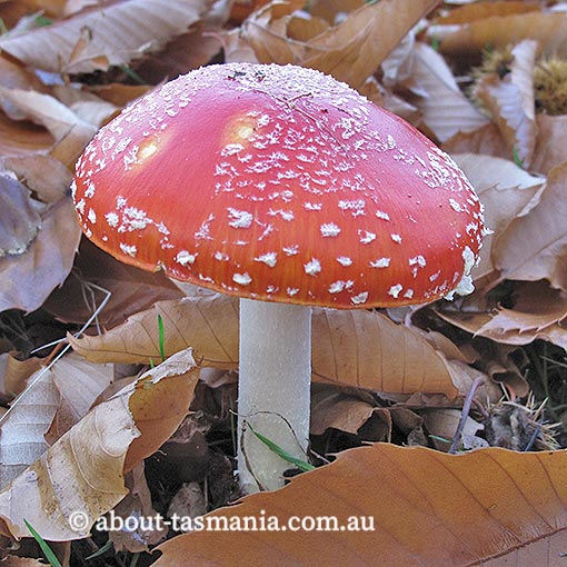 Amanita muscaria, fungi, Tasmania