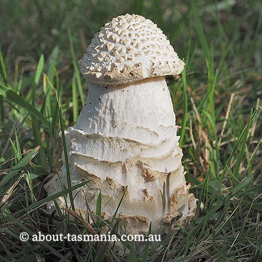 Amanita muscaria, Tasmania, fungi