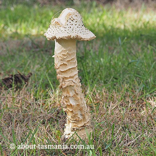 Amanita muscaria, Tasmania, fungi