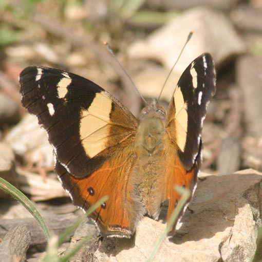 Australian Admiral, Yellow Admiral, Vanessa itea, Tasmania, butterfly