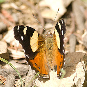 Australian or Yellow Admiral