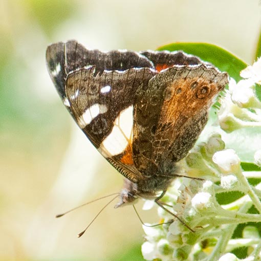 Australian Admiral, Yellow Admiral, Vanessa itea, Tasmania, butterfly