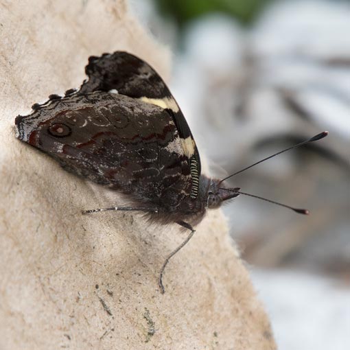 Australian Admiral, Yellow Admiral, Vanessa itea, Tasmania, butterfly