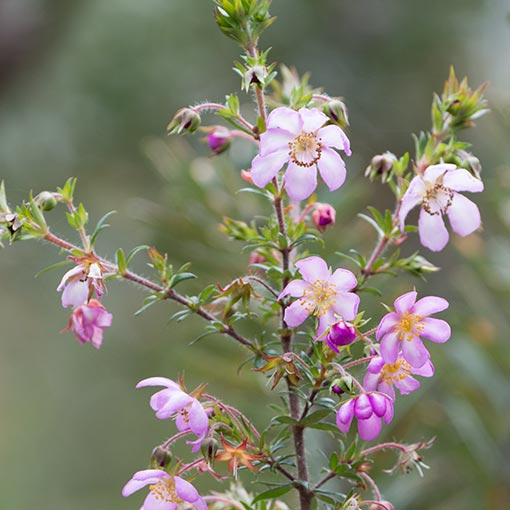 Bauera rubioides, Tasmania
