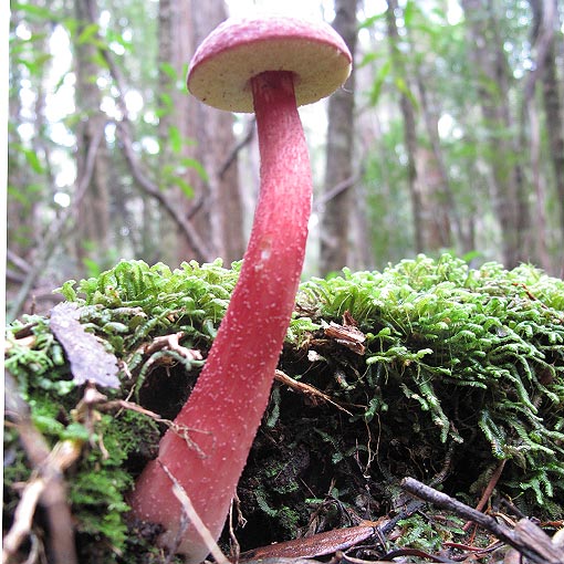 boletus barragensis