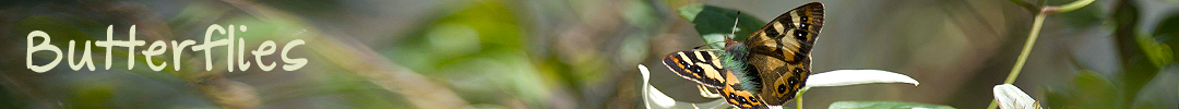 butterflies_header butterflies in Tasmania