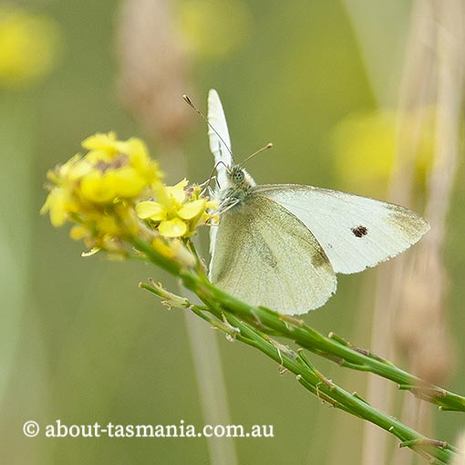 Cabbage White Butterfly, Pieris rapae, Tasmania