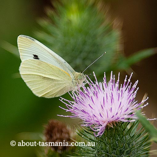 Cabbage White Butterfly, Pieris rapae, Tasmania