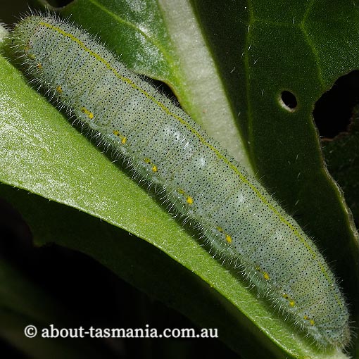 Cabbage White Butterfly, Pieris rapae, Tasmania