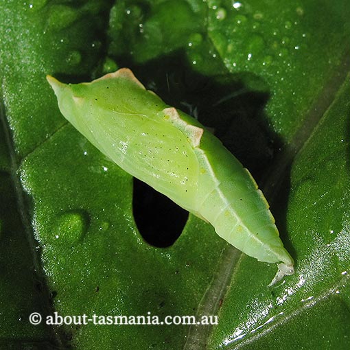 Cabbage White Butterfly, Pieris rapae, Tasmania