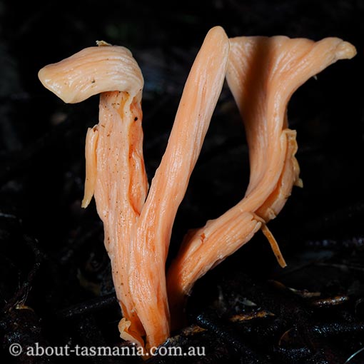 Clavulinopsis sulcata, fungi, Tasmania