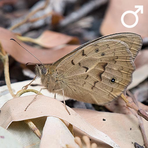 Common Brown, Heteronympha merope, butterfly, Tasmania