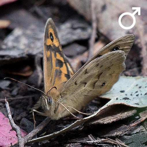 Common Brown, Heteronympha merope