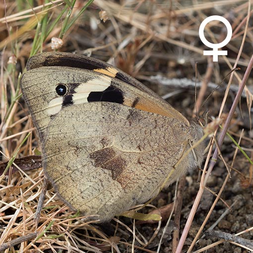 Common Brown, Heteronympha merope, butterfly, Tasmania