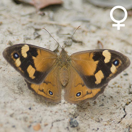 Common Brown, Heteronympha merope, butterfly, Tasmania