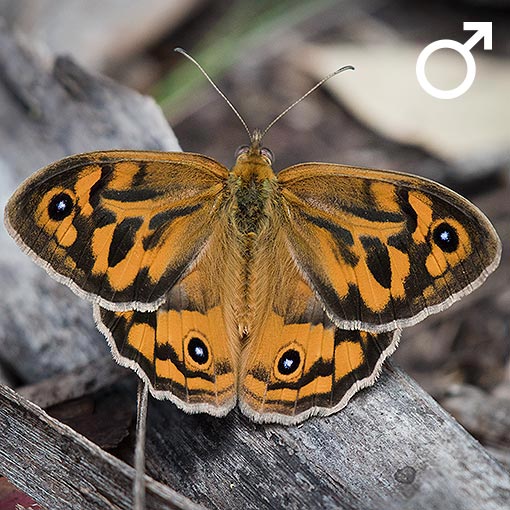 Common Brown, Heteronympha merope, butterfly, Tasmania