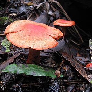 Cortinarius austrocinnabarinus