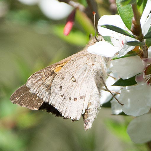 Hesperilla donnysa, butterfly, Tasmania