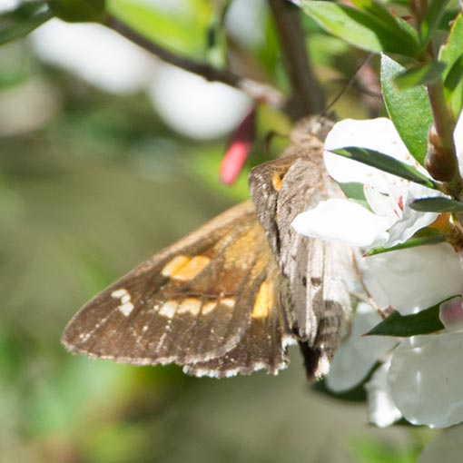 Hesperilla donnysa, butterfly, Tasmania