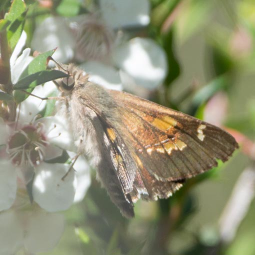 Hesperilla donnysa, butterfly, Tasmania