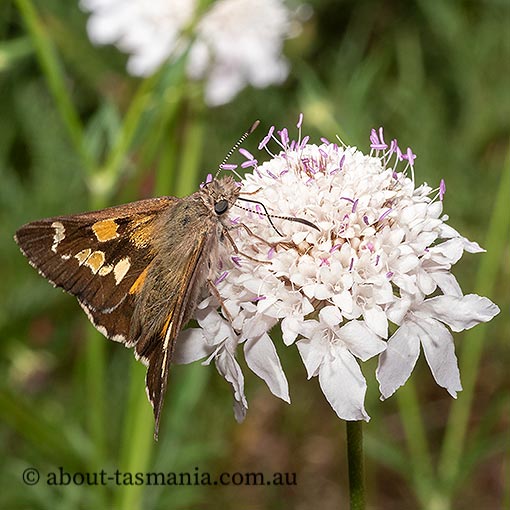 Hesperilla donnysa, butterfly, Tasmania