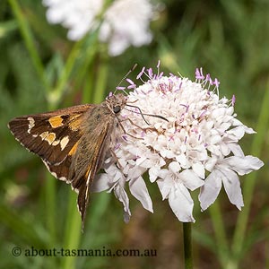 Donnysa  Skipper