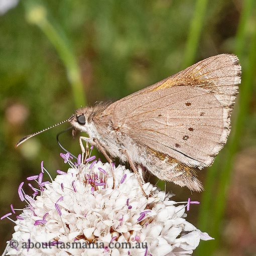 Hesperilla donnysa, butterfly, Tasmania