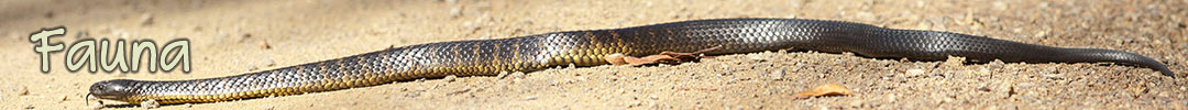 fauna in Tasmania