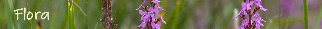 flora in Tasmania