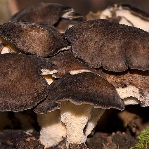 Grifola colensoi, fungi, Tasmania