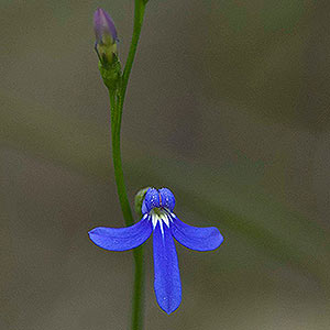 Lobelia gibbosa