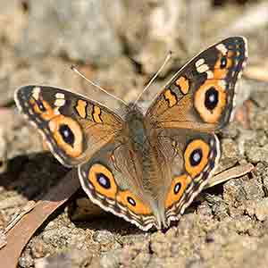 Meadow Argus