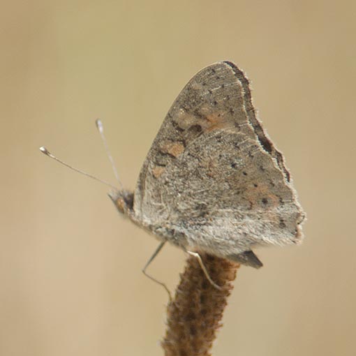 Meadow Argus, Junonia villida, Tasmania, butterfly
