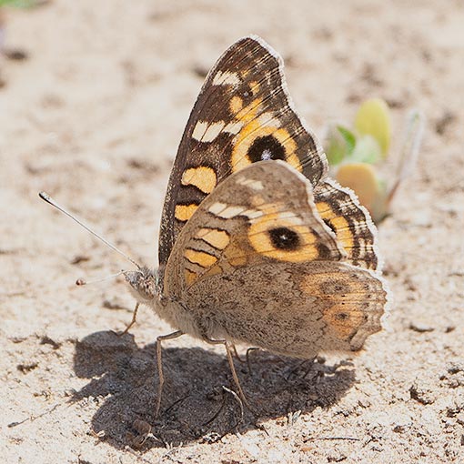 Meadow Argus, Junonia villida, Tasmania, butterfly