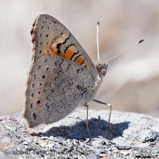 Meadow Argus, Junonia villida, Tasmania, butterfly