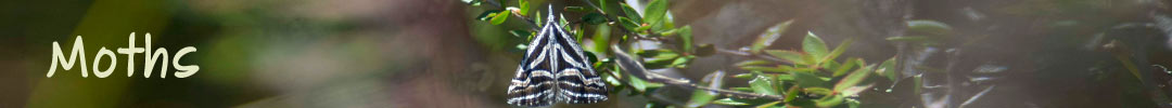 moths in Tasmania