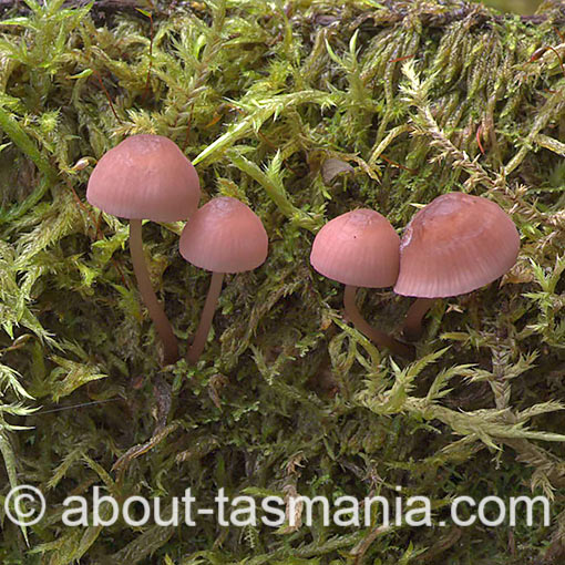 Mycena clarkeana, fungi, Tasmania