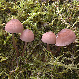 Mycena clarkeana