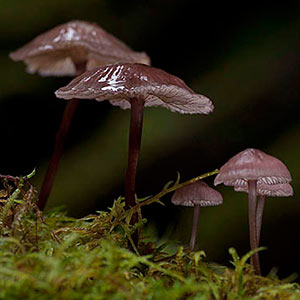 Mycena kurramulla