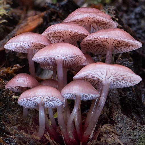 Mycena kurramulla, Tasmanian fungi