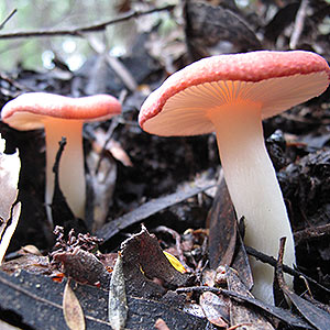 Russula persanguinea