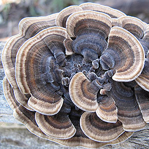 Trametes versicolor