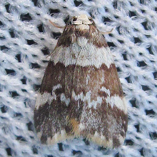 Halone sejuncta, variable halone, Erebidae, Tasmania, moth