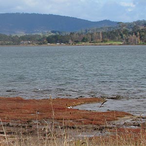 Orielton Lagoon