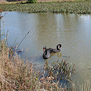 Lake Dulverton