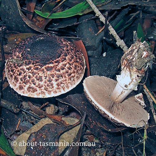 Agaricus austrovinaceus, fungi, Tasmania