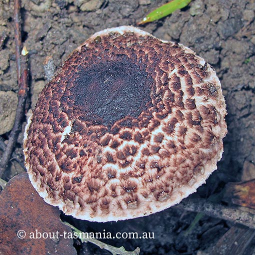 Agaricus austrovinaceus, fungi, Tasmania