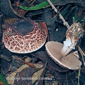 Agaricus austrovinaceus